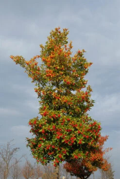 Crataegus Lavallei 'Carrierei', Lederblättriger Weißdorn - Hochstamm