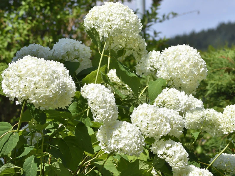 Hydrangea Arborescens 'Annabelle', Ball-Hortensie â Bild 2