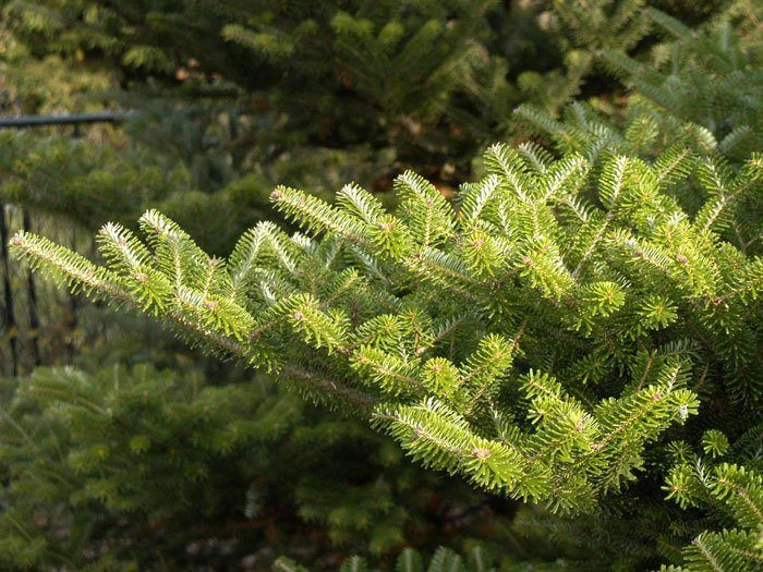 Abies Koreana, Korea-Tanne – Bild 4