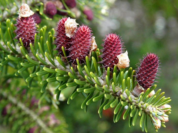 Abies Koreana, Korea-Tanne – Bild 2