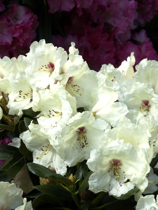 Rhododendron Yakushimanum 'Flava'