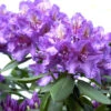 Rhododendron 'Lee's Dark Purple'