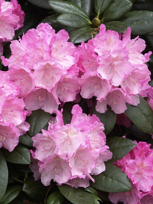 Rhododendron Yakushimanum 'Polaris'