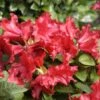 Rhododendron Repens 'Scarlet Wonder'