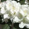 Rhododendron Yakushimanum 'Schneekrone'