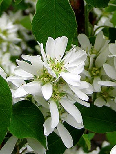 Amelanchier Alnifolia 'Obelisk', Säulen-Felsenbirne