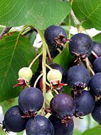 Amelanchier Alnifolia 'Obelisk', Säulen-Felsenbirne – Bild 4