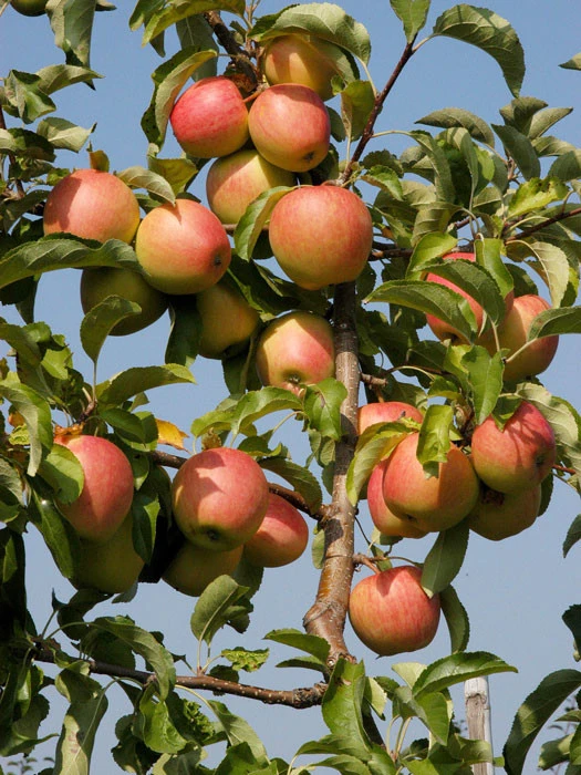 Duo-Apfelbaum - Topaz Und Pinova â Bild 3