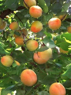 Zwergaprikose 'Aprigold'