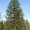 Araucaria Araucana, Chilenische Schmucktanne