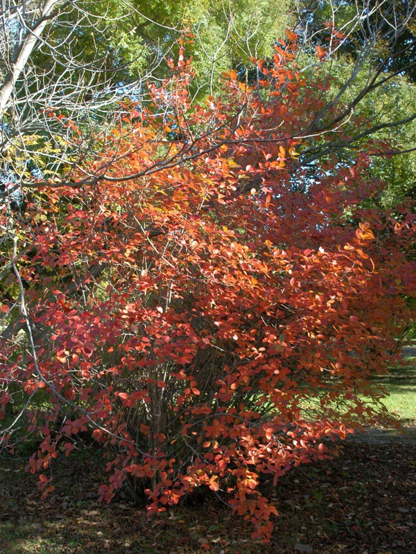 Aronia Melanocarpa, Wilde Apfelbeere – Bild 3