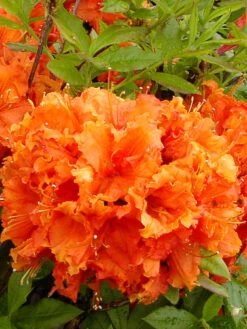 Rhododendron Luteum 'Gibraltar', SommergrĂŒne Japanische Gartenazalee