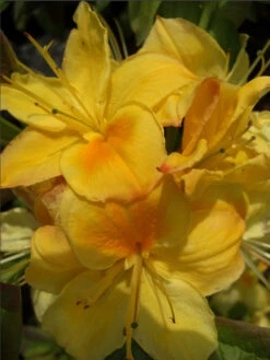 Rhododendron Luteum 'Golden Sunset', SommergrĂŒne Japanische Gartenazalee