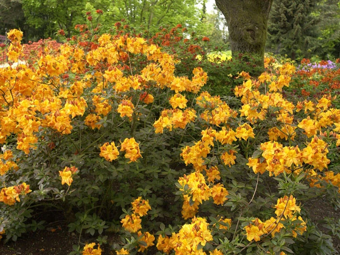 Rhododendron Luteum 'Klondyke', Sommergrüne Japanische Gartenazalee – Bild 3