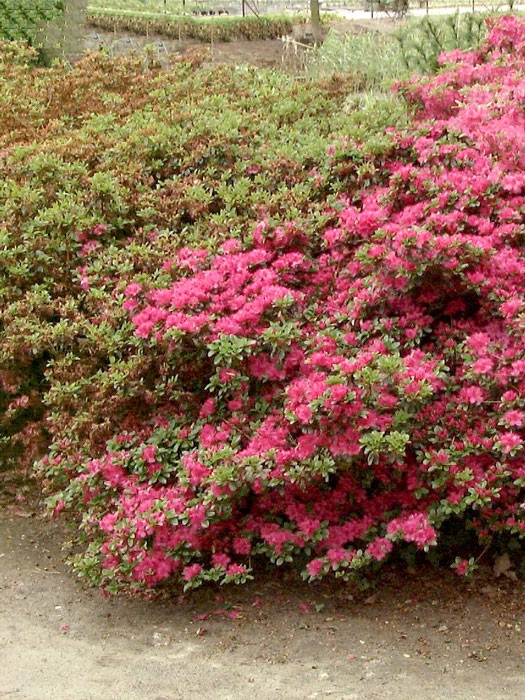 Rhododendron Obtusum 'Rubinetta', Wintergrüne Japanische Gartenazalee