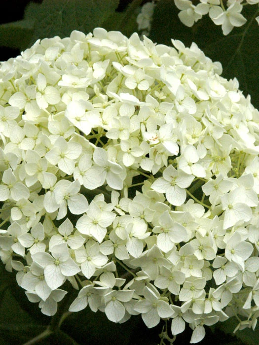 Hydrangea Arborescens 'Annabelle', Ball-Hortensie