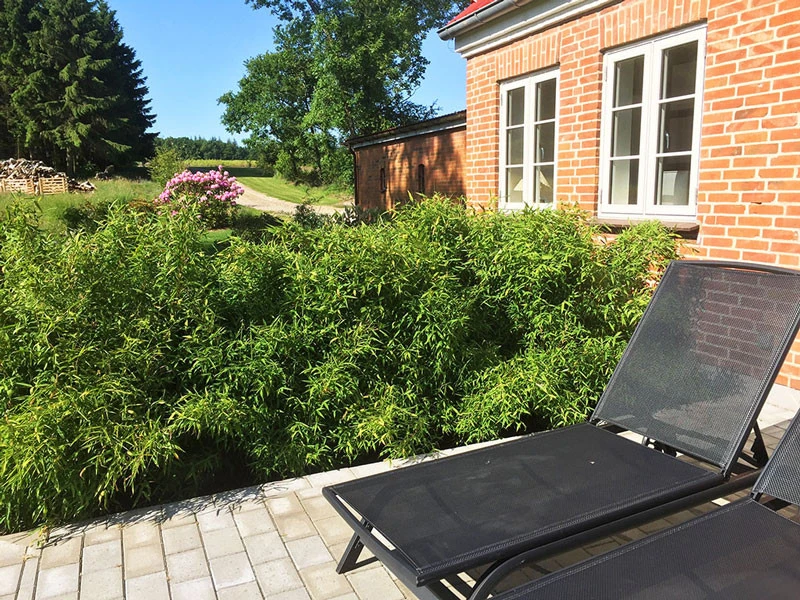 Fargesia Murielae 'Bambi', Kleiner Schirmbambus