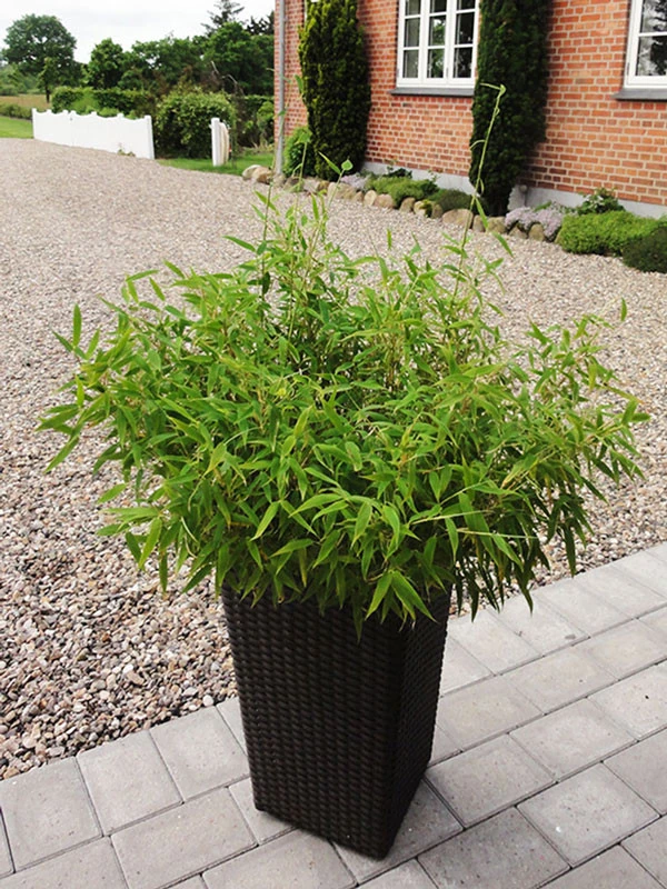 Fargesia Murielae 'Bambi', Kleiner Schirmbambus â Bild 3