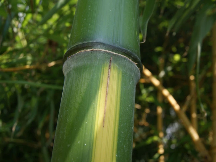 Phyllostachys Vivax 'Huangwenzhu' â Bild 3