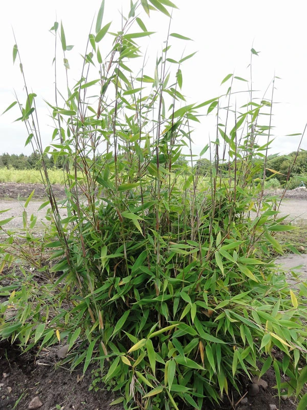 Fargesia Murielae 'Tiny', Schirmbambus – Bild 2