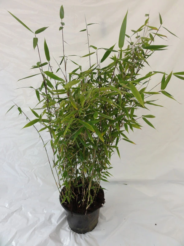 Fargesia Murielae 'Tiny', Schirmbambus – Bild 3