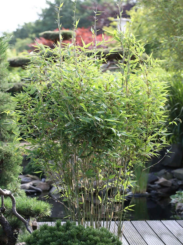 Fargesia Murielae 'Tiny', Schirmbambus