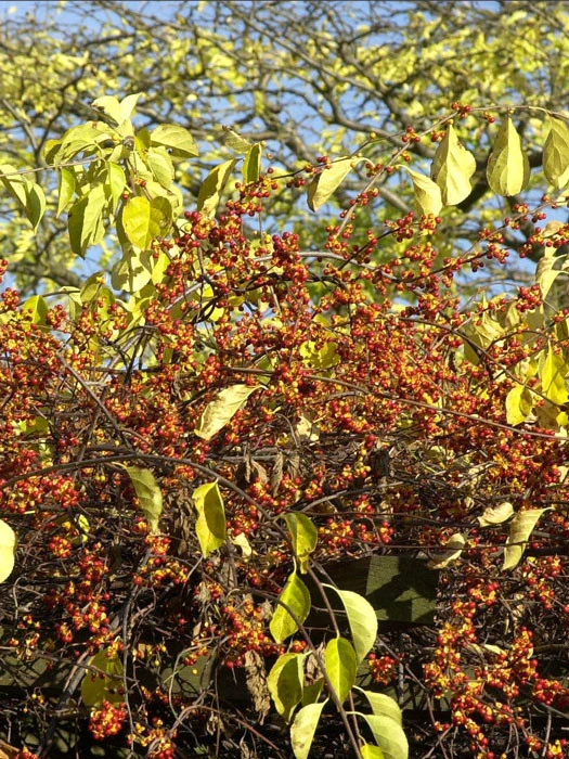 Celastrus Orbiculatus, Baumwürger – Bild 3