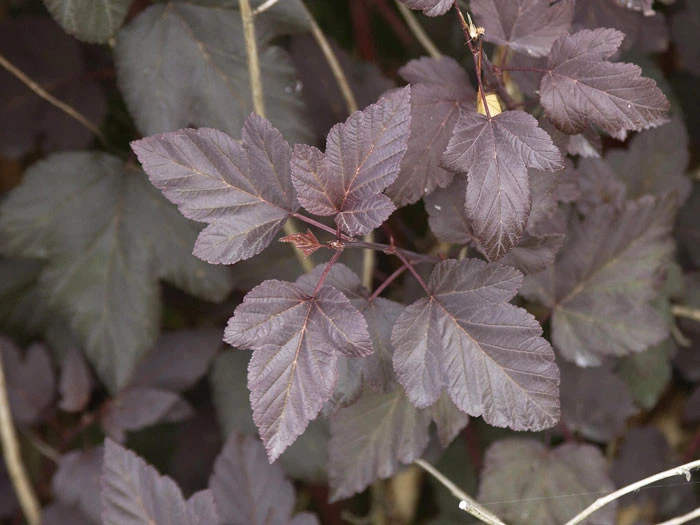 Physocarpus Opulifolius 'Diabolo', Rote Blasenspiere – Bild 2