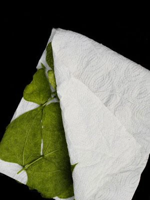 Phytoseiulus-Raubmilbe (Art.Nr. KB4480) – Bild 2