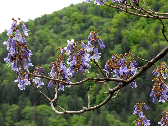 Paulownia Tomentosa, Blauglockenbaum â Bild 2