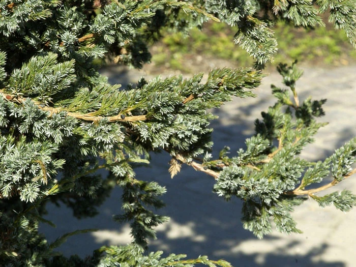 Juniperus Squamata 'Meyeri', Blauzeder-Wacholder – Bild 2