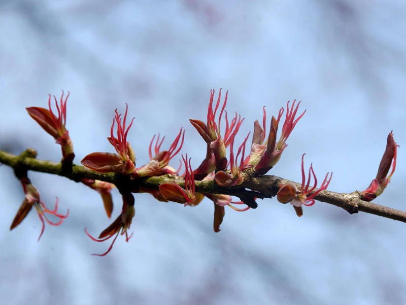 Cercidiphyllum Japonicum, Kuchenbaum – Bild 3