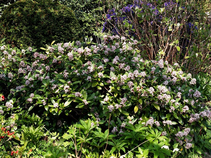 Skimmia Japonica 'Rubella', Japanische Blütenskimmie – Bild 4