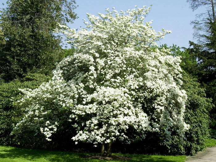 Cornus Florida, Blumen-Hartriegel – Bild 3