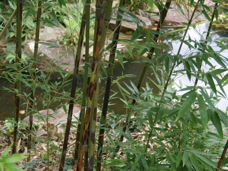 Phyllostachys Nigra 'Boryana', Tigerstreifenbambus - XXL- Produkt – Bild 2