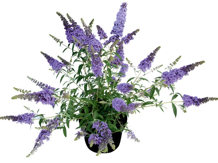 Buddleja Buzz-Hybride 'Sky Blue', Zwerg-Sommerflieder â Bild 2