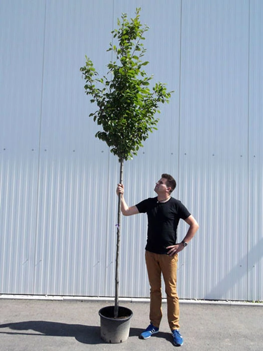 Carpinus Betulus, Hainbuche, Weißbuche - Hochstamm – Bild 2