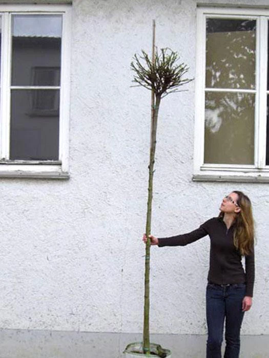 Catalpa Bignonioides Nana, Kugel-Trompetenbaum - Hochstamm – Bild 3