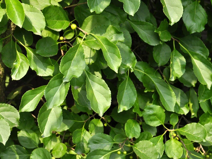 Celastrus Orbiculatus, Baumwürger – Bild 2