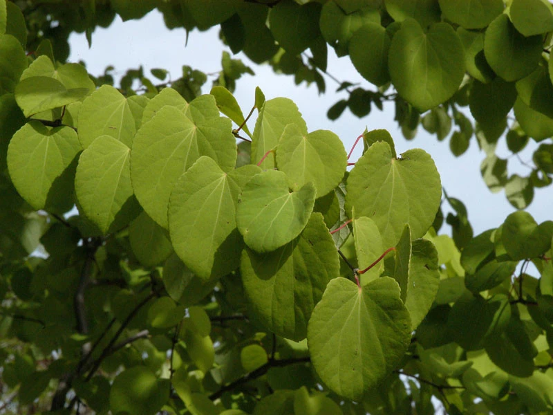 Cercidiphyllum Japonicum, Kuchenbaum – Bild 4