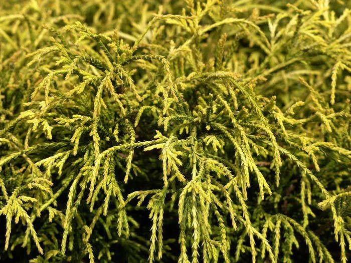 Chamaecyparis Pisifera 'Sungold', Gelbe Fadenzypresse â Bild 2