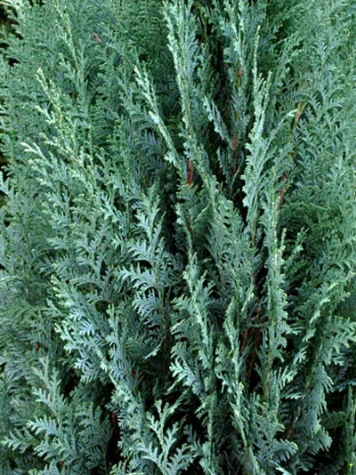 Chamaecyparis Lawsoniana 'Columnaris', Blaue Säulenzypresse – Bild 3