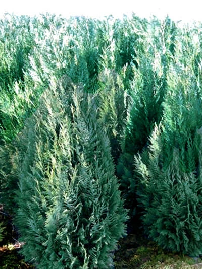 Chamaecyparis Lawsoniana 'Columnaris', Blaue Säulenzypresse – Bild 2