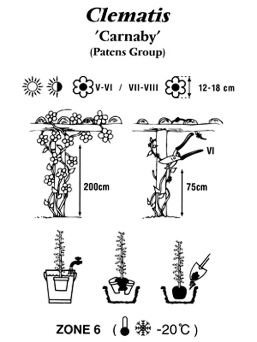 Clematis 'Carnaby' – Bild 2