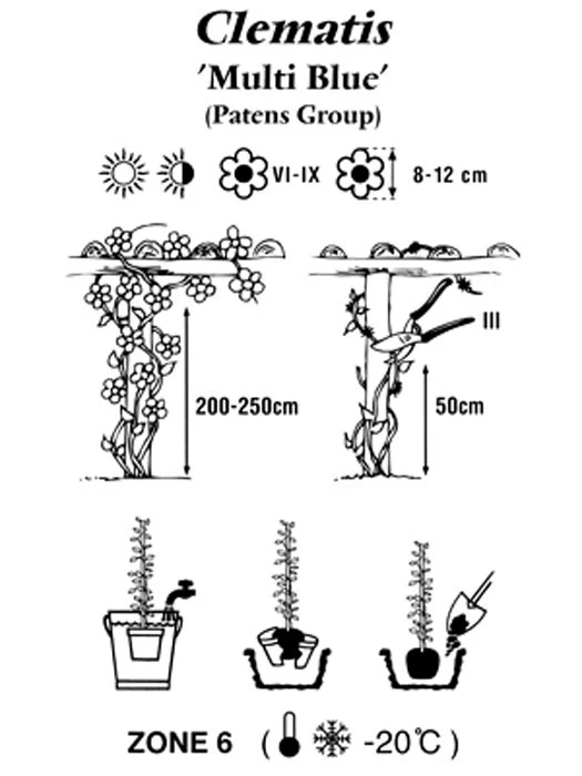 Clematis 'Multi Blue' â Bild 2