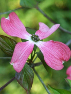 Cornus Florida 'Rubra', Roter Blumen-Hartriegel