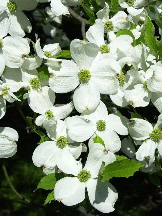 Cornus Florida, Blumen-Hartriegel – Bild 2