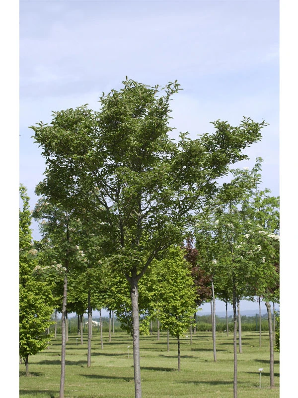 Crataegus Lavallei 'Carrierei', Lederblättriger Weißdorn - Hochstamm – Bild 3