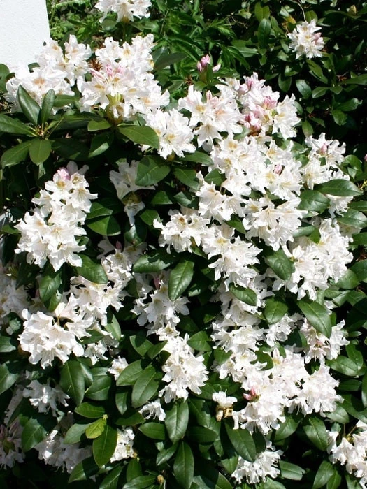 Rhododendron 'Cunningham's White' â Bild 2