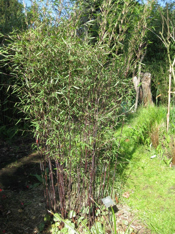 Fargesia Jiuzhaigou 'Deep Purple', Jade Bambus, Rothalmiger Schirm-Bambus – Bild 6